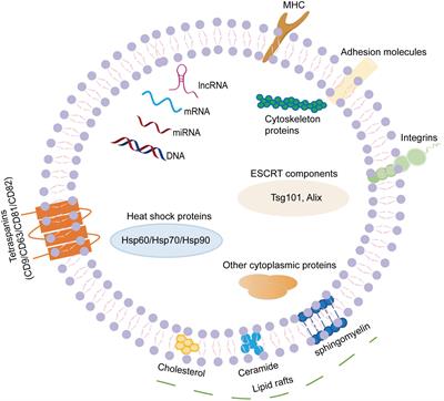 The emerging double-edged sword role of exosomes in Alzheimer’s disease